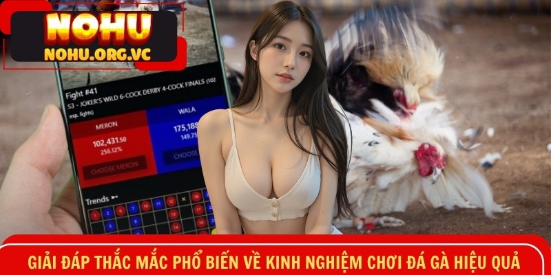 Giải đáp thắc mắc về kinh nghiệm chơi đá gà hiệu quả